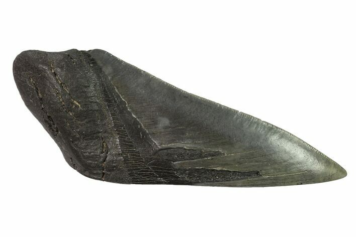 Partial, Fossil Megalodon Tooth Paper Weight #144421